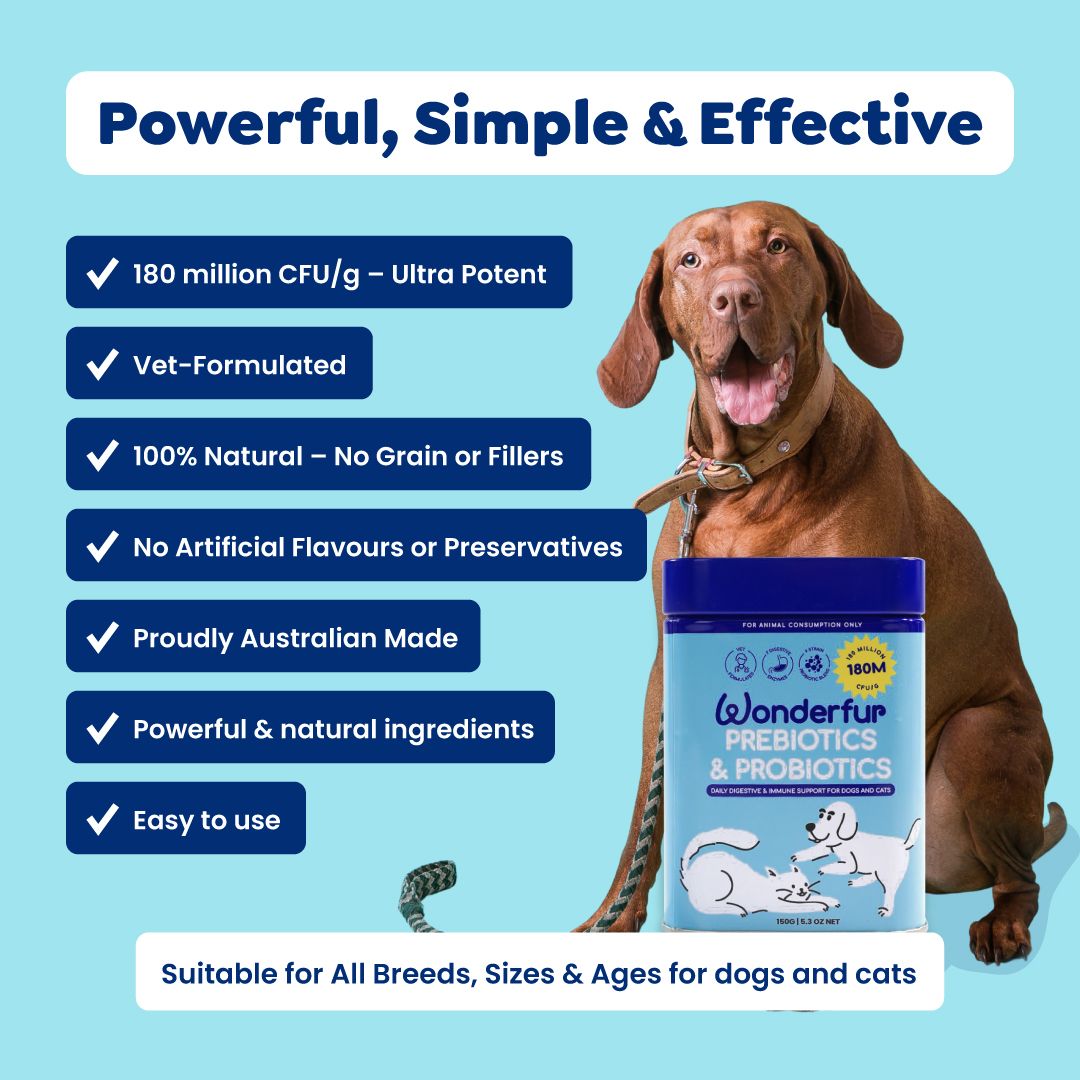 Dog with Wonderful Probiotics & Prebiotics packaging on a blue background