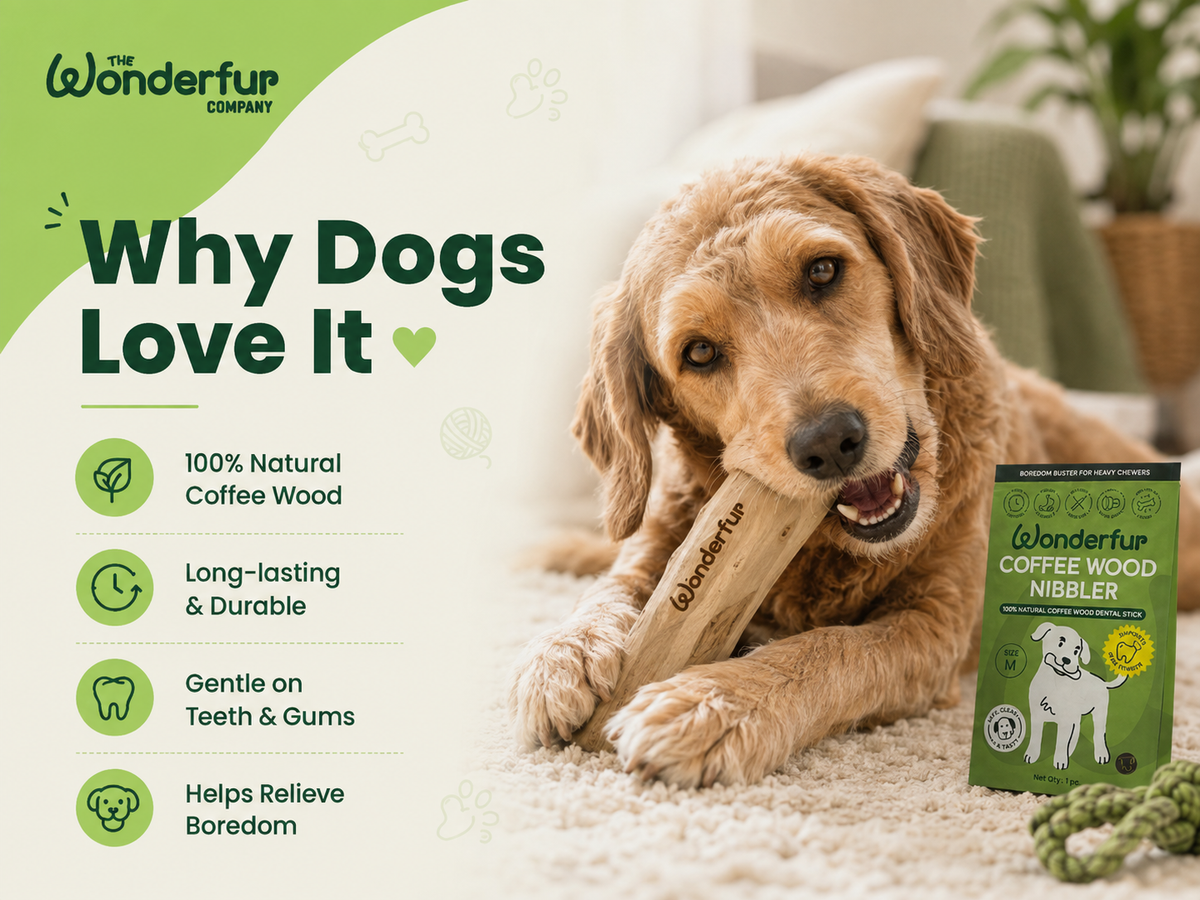 Why Does My Dog Chew Everything? Meet the Coffee Wood Nibbler