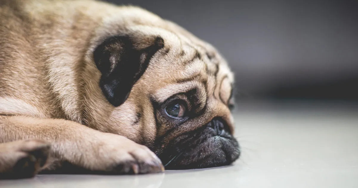 Is Your Dog Stressed? Here's How You Can Help