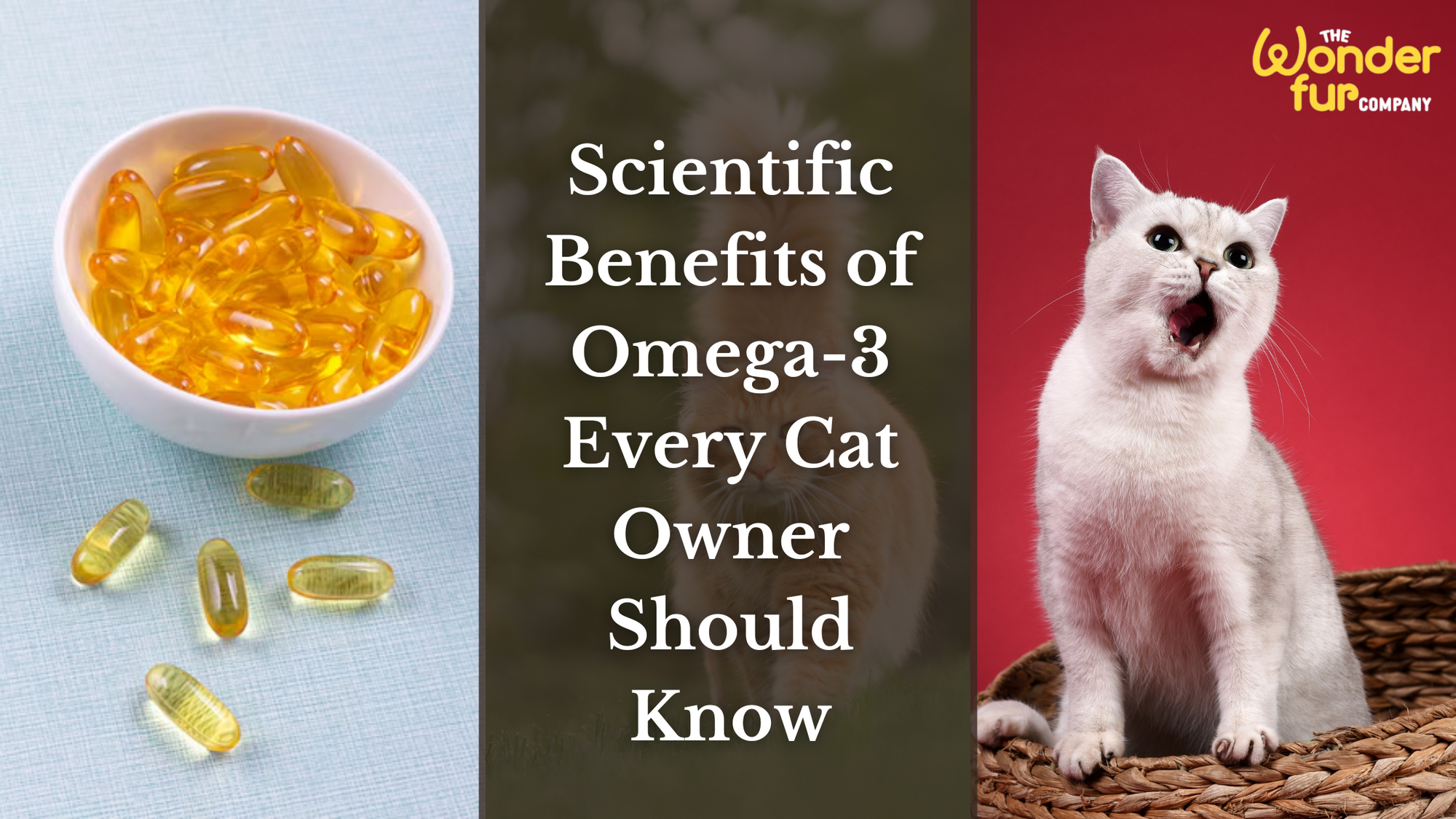 Scientific Benefits of Omega-3 Every Cat Owner Should Know