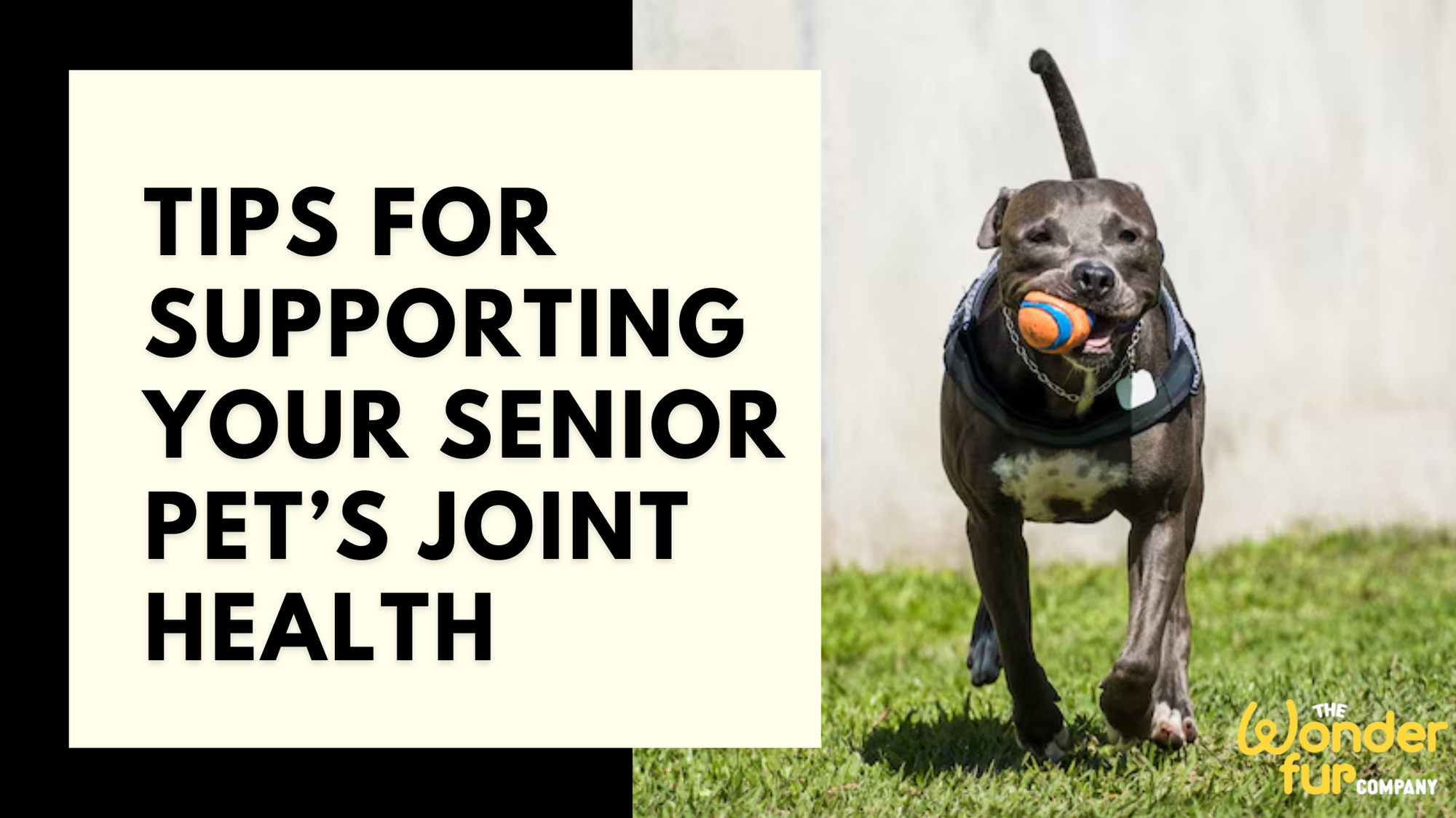 Tips for supporting your senior pet's joint health