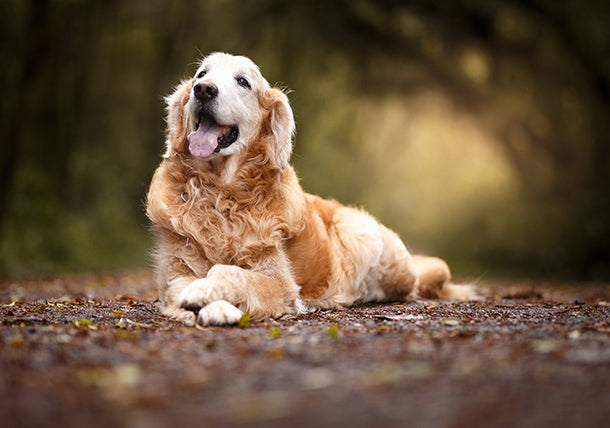 Is Your Senior Dog Making Extra Bathroom Trips? It Could Be a UTI