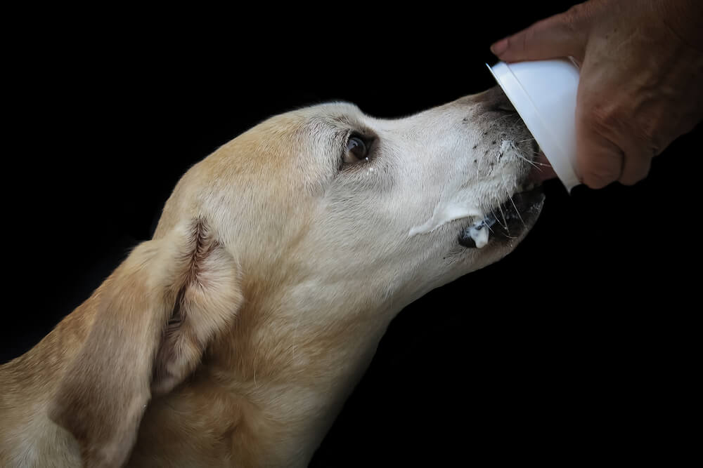 If Yogurt Is Good for Your Dog? Find Out Here
