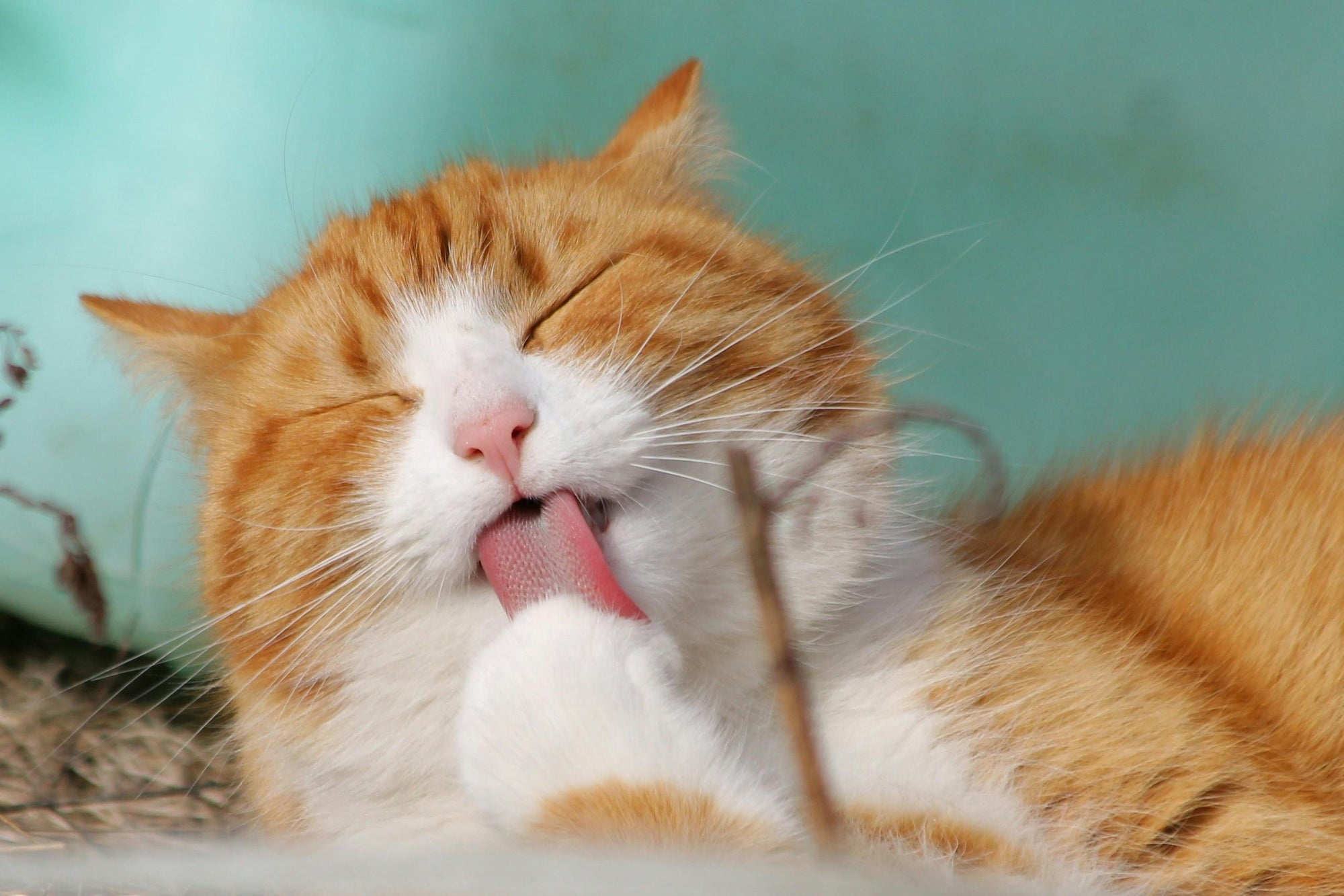 The Vet-Approved, Tasty Secret to a Happier, Healthier Cat