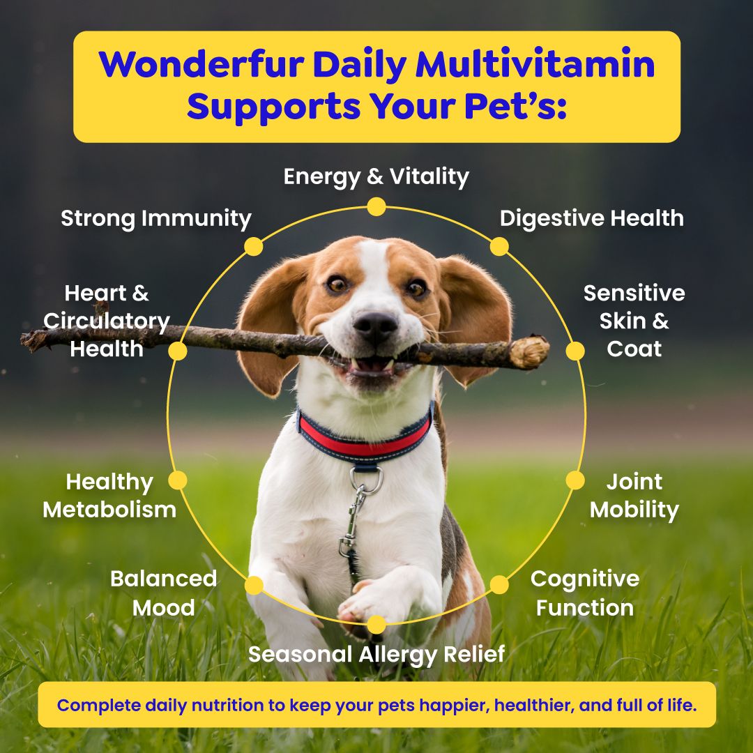 Dog holding a stick with health benefits listed around it, set against a grassy background.